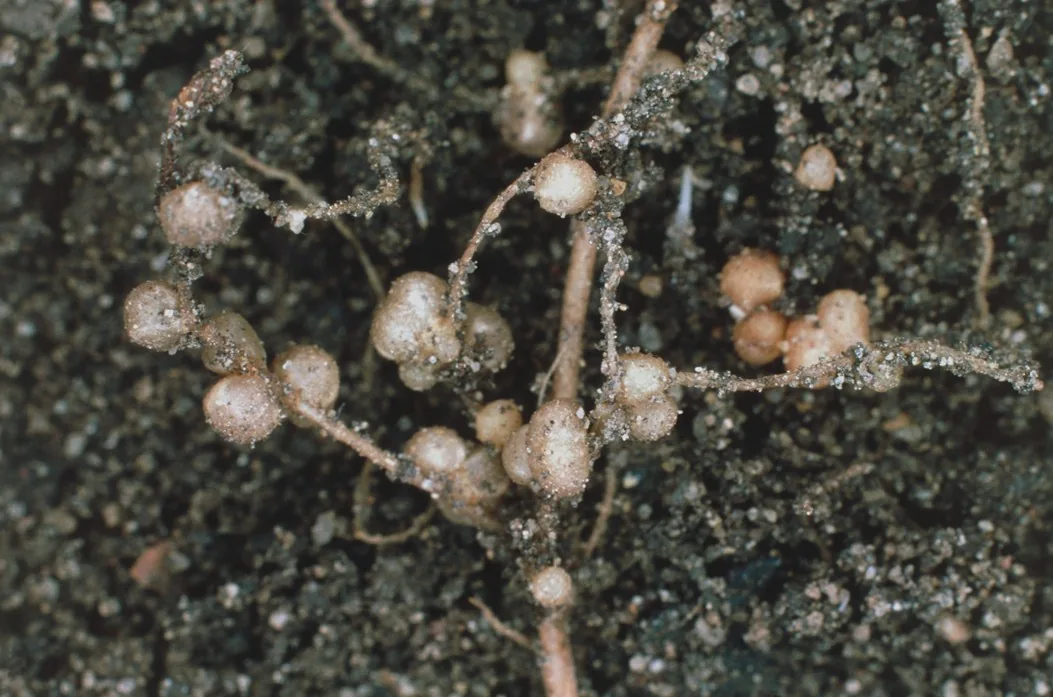 Root nodules formed by rhizobia bacteria along a plant root in dark soil