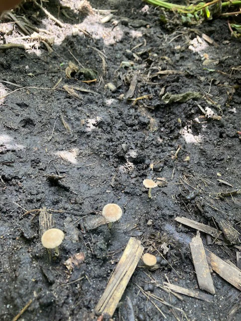 Decomposer fungi growing through corn residue